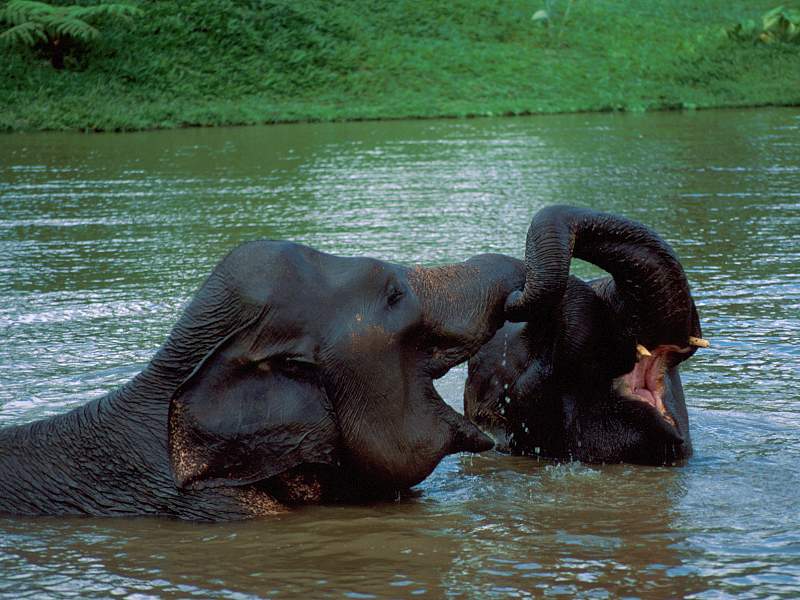 Indonesian Elephant, Bali, Indonesia